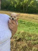 Nova , a female Chihuahua for sale in Highlands, TX – 3 of 4