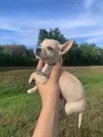 Lobo, a male Chihuahua for sale in Highlands, TX – 2 of 3