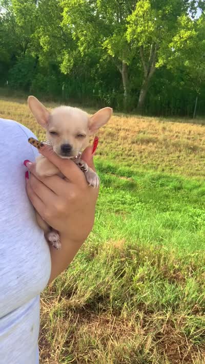 Nova , a female Chihuahua for sale in Highlands, TX – 4 of 4