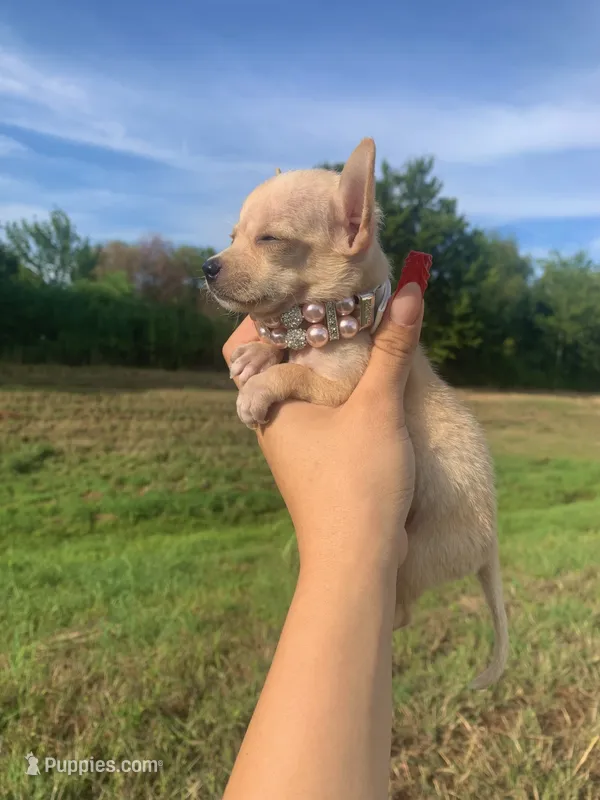 Nova  – Chihuahua puppy for sale in Highlands, TX