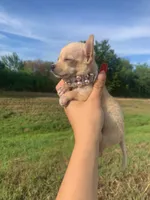 Nova , a female Chihuahua for sale in Highlands, TX – 1 of 4