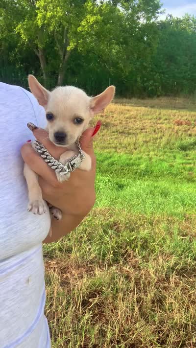 Lobo, a male Chihuahua for sale in Highlands, TX – 3 of 3