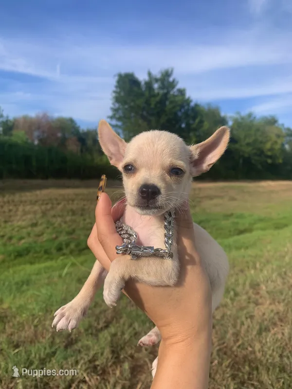 Lobo – Chihuahua puppy for sale in Highlands, TX