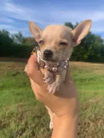 Nova , a female Chihuahua for sale in Highlands, TX – 2 of 4