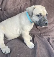 Teal male, a male Black Mouth Cur for sale in Booneville, KY – Photo 1 of 3