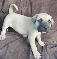 Teal male, a male Black Mouth Cur for sale in Booneville, KY – Photo 3 of 3