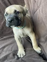 Teal male, a male Black Mouth Cur for sale in Booneville, KY – Photo 2 of 3