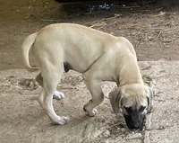 Male BMC, a male Black Mouth Cur for sale in Booneville, KY – 2 of 5