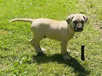 Male 1, a male Black Mouth Cur for sale in Booneville, KY – 4 of 4