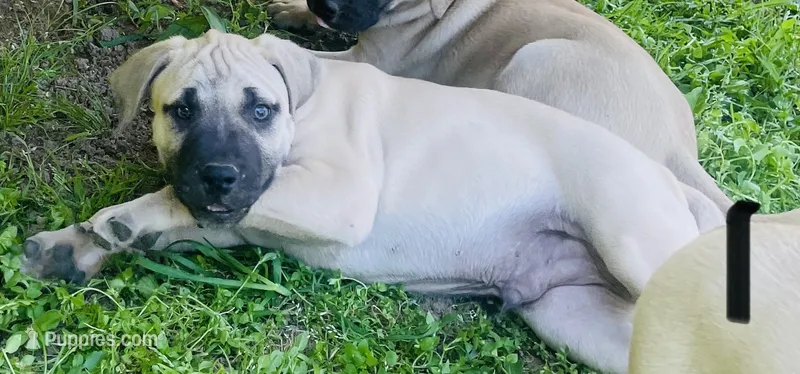 Male 1 – Black Mouth Cur puppy for sale in Booneville, KY