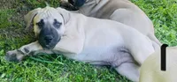 Male 1, a male Black Mouth Cur for sale in Booneville, KY – 1 of 4