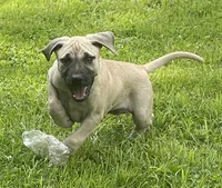 Male BMC, a male Black Mouth Cur for sale in Booneville, KY – 2 of 5
