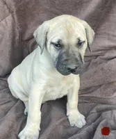 Red male , a male Black Mouth Cur for sale in Booneville, KY – Photo 2 of 2