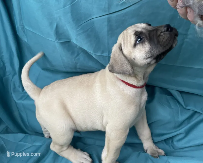 Red male  – Black Mouth Cur puppy on hold in Booneville, KY
