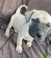 Green male , a male Black Mouth Cur for sale in Booneville, KY – Photo 2 of 2