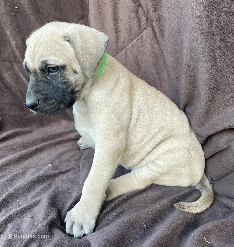 Green male , a male Black Mouth Cur for sale in Booneville, KY – Photo 1 of 2