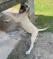 Male BMC, a male Black Mouth Cur for sale in Booneville, KY – 5 of 5
