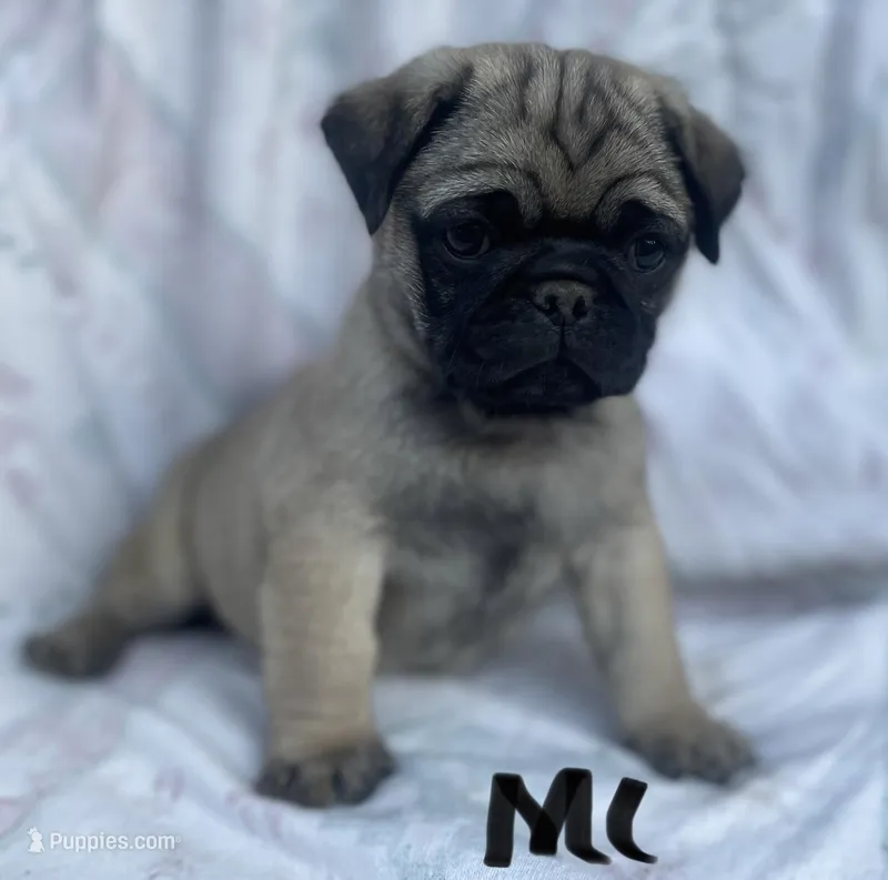M – Pug puppy on hold in Booneville, KY