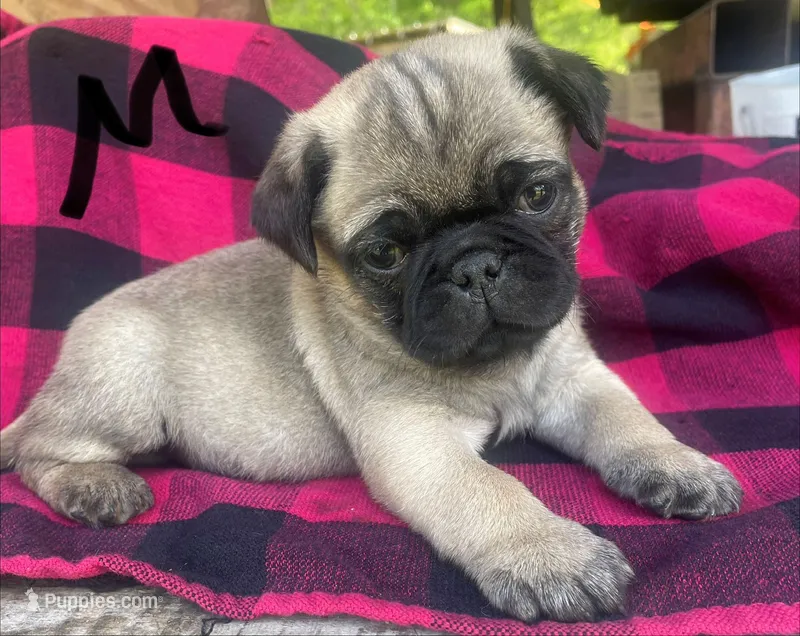 M – Pug puppy for sale in Booneville, KY