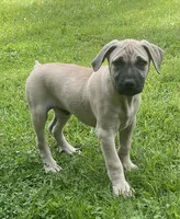 Male BMC, a male Black Mouth Cur for sale in Booneville, KY – 4 of 5