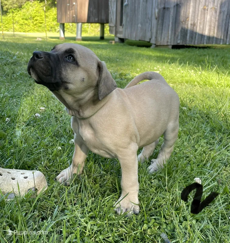 Male 1 – Black Mouth Cur puppy for sale in Booneville, KY