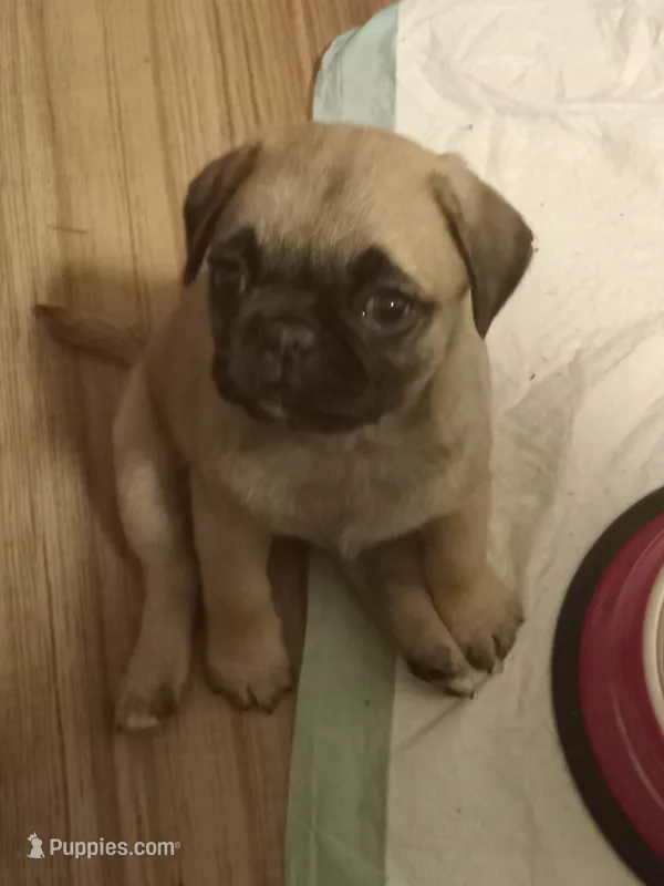 Cream – Pug puppy for sale in Booneville, KY