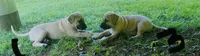 Male 3, a male Black Mouth Cur for sale in Booneville, KY – 2 of 4
