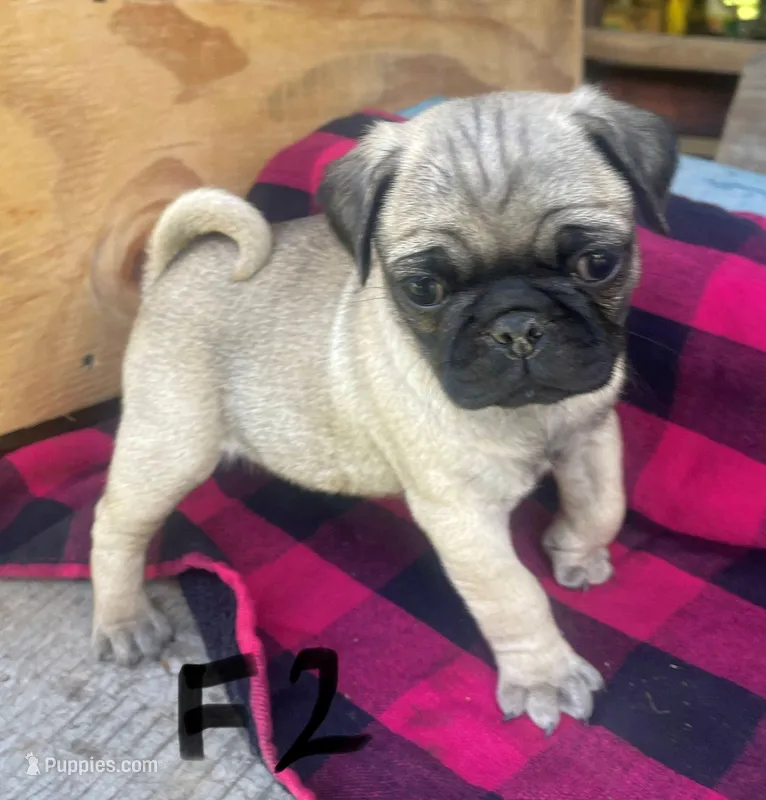 F – Pug puppy for sale in Booneville, KY