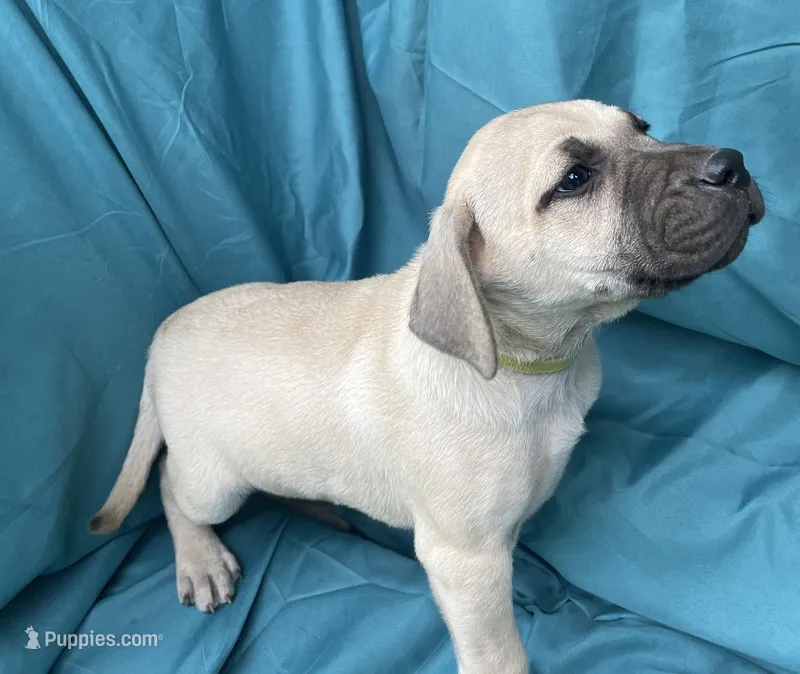 Lime Male – Black Mouth Cur puppy on hold in Booneville, KY