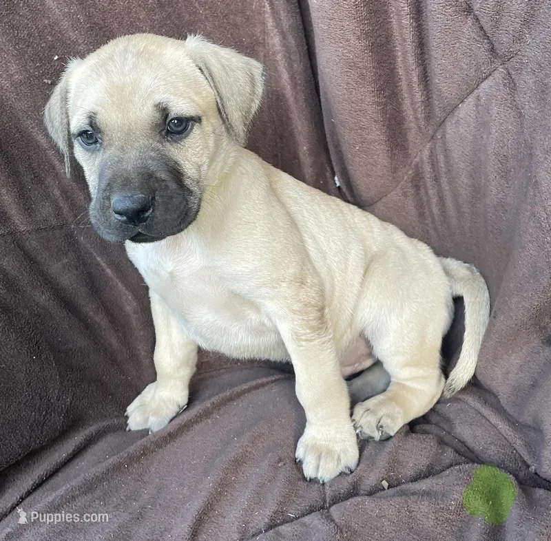 Lime Male, a male Black Mouth Cur for sale in Booneville, KY – Photo 1 of 2