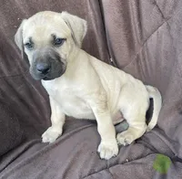 Lime Male, a male Black Mouth Cur for sale in Booneville, KY – Photo 1 of 2