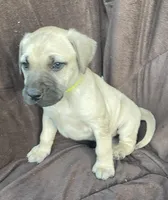 Lime Male, a male Black Mouth Cur for sale in Booneville, KY – Photo 2 of 2