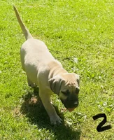 Male 2, a male Black Mouth Cur for sale in Booneville, KY – 4 of 4