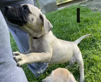 Male 2, a male Black Mouth Cur for sale in Booneville, KY – 2 of 3