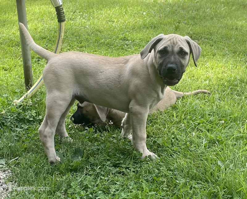 Male BMC – Black Mouth Cur puppy for sale in Booneville, KY