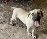 Male BMC, a male Black Mouth Cur for sale in Booneville, KY – 3 of 5