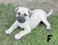 Female , a female Black Mouth Cur for sale in Booneville, KY – 2 of 2