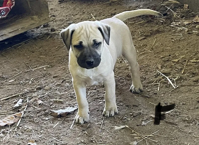 Female  – Black Mouth Cur puppy for sale in Booneville, KY