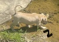 Male 2, a male Black Mouth Cur for sale in Booneville, KY – 2 of 4