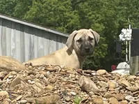 Male BMC, a male Black Mouth Cur for sale in Booneville, KY – 3 of 5