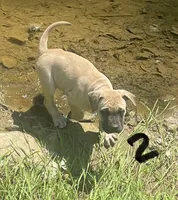 Male 2, a male Black Mouth Cur for sale in Booneville, KY – 1 of 4