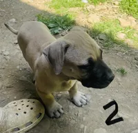 Male 2, a male Black Mouth Cur for sale in Booneville, KY – 3 of 4