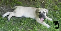 Male 3, a male Black Mouth Cur for sale in Booneville, KY – 1 of 4