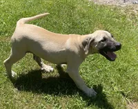 Male BMC, a male Black Mouth Cur for sale in Booneville, KY – 4 of 5