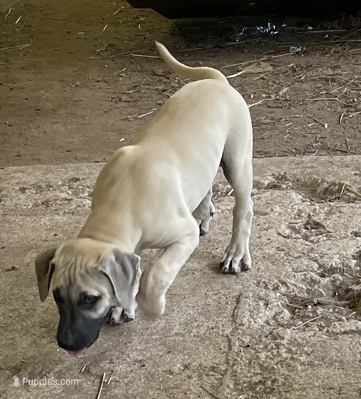 Male BMC – Black Mouth Cur puppy for sale in Booneville, KY