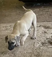 Male BMC, a male Black Mouth Cur for sale in Booneville, KY – 1 of 5