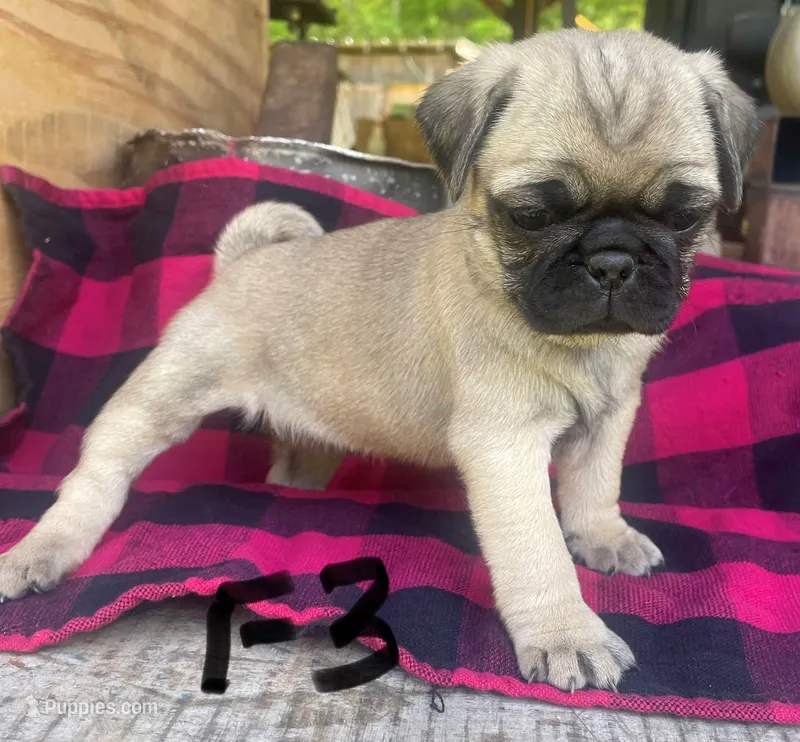 F3 – Pug puppy for sale in Booneville, KY