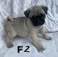 F2, a female Pug for sale in Booneville, KY – Photo 1 of 2