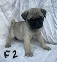 F2, a female Pug for sale in Booneville, KY – Photo 2 of 2