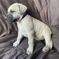 Blue Male, a male Black Mouth Cur for sale in Booneville, KY – Photo 1 of 3